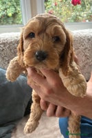 Cockapoo dogs - Advert 9