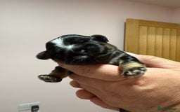 Shih Tzu dogs for sale: 💙 Gorgeous Imperial Shih Tzu Boys 💙 - Image 5