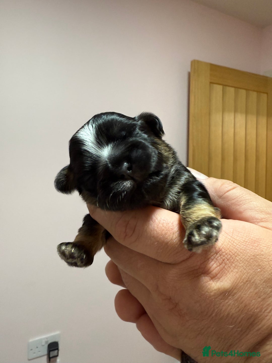 Shih Tzu dogs for sale: 💙 Gorgeous Imperial Shih Tzu Boys 💙 - Image 5