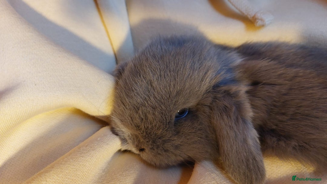 Mini Lop rabbits for sale: Gorgeous 💙purebred mini lop bunnies💙  - Image 3