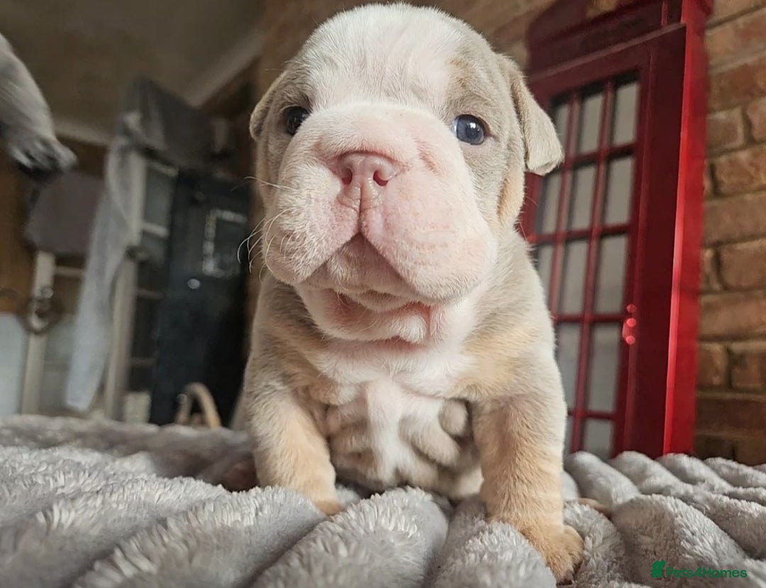 English Bulldog dogs for sale: Outstanding KC English Bulldogs, Top Quality Pups - Image 37