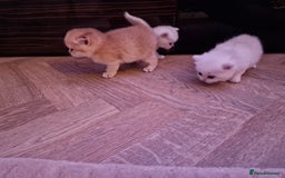 British Shorthair cats for sale: Rare Registered British Shorthair Chinchila Kitten - Image 15