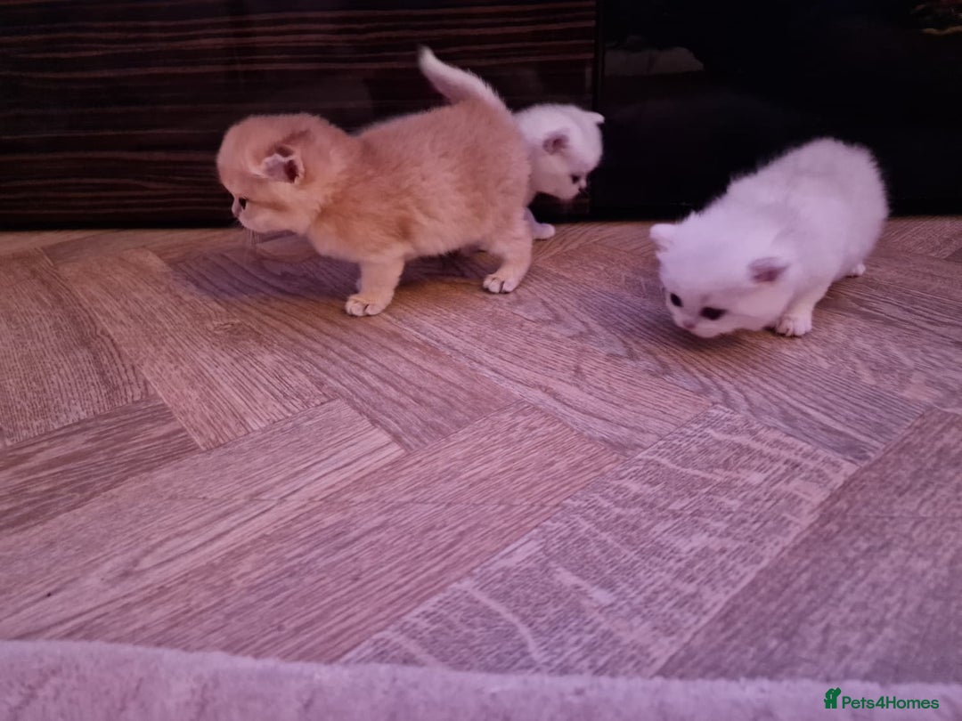British Shorthair cats for sale: Rare Registered British Shorthair Chinchila Kitten - Image 15