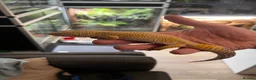 Gecko reptiles for sale: Assorted crested geckos  - Advert 5