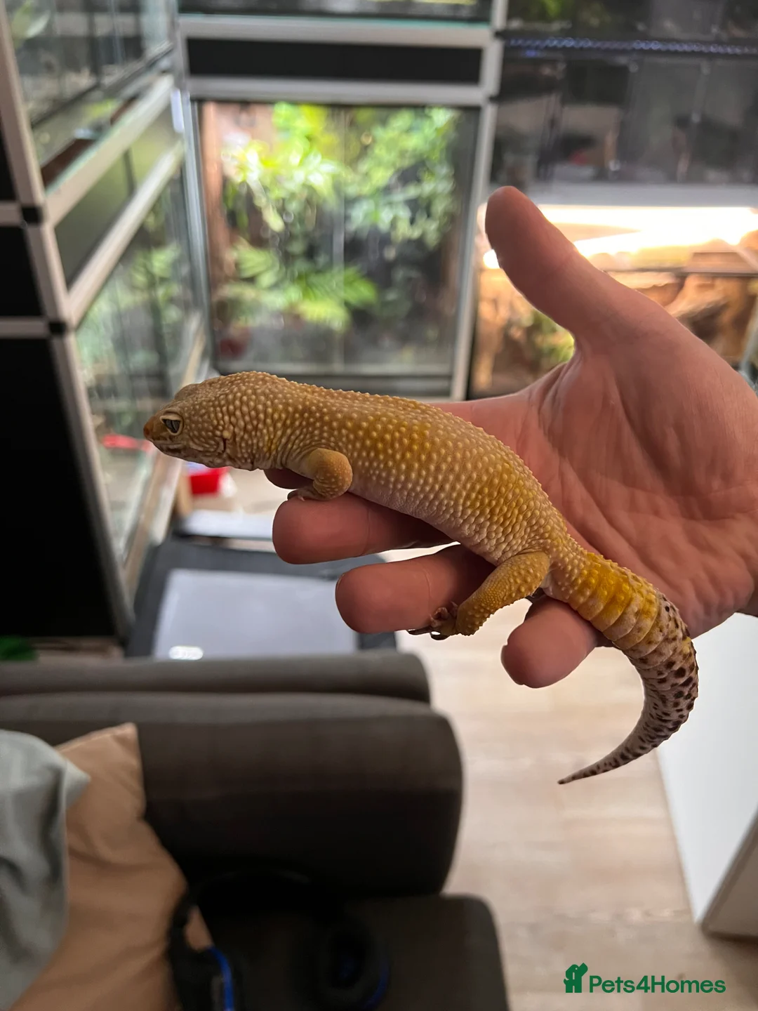 Gecko reptiles for sale: Assorted crested geckos  - Advert 5