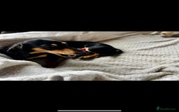 Miniature Dachshund dogs for sale: ♦️Mixed Cream Litter 🐶🌟 - Image 11
