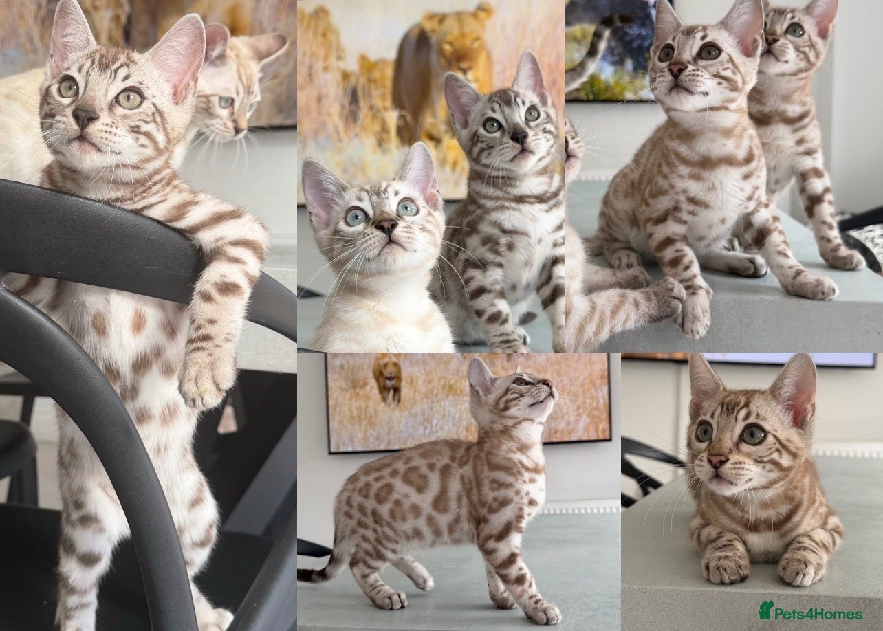 Bengal cats Stunning Snow Bengals - TICA Full Pedigree  - Advert 2