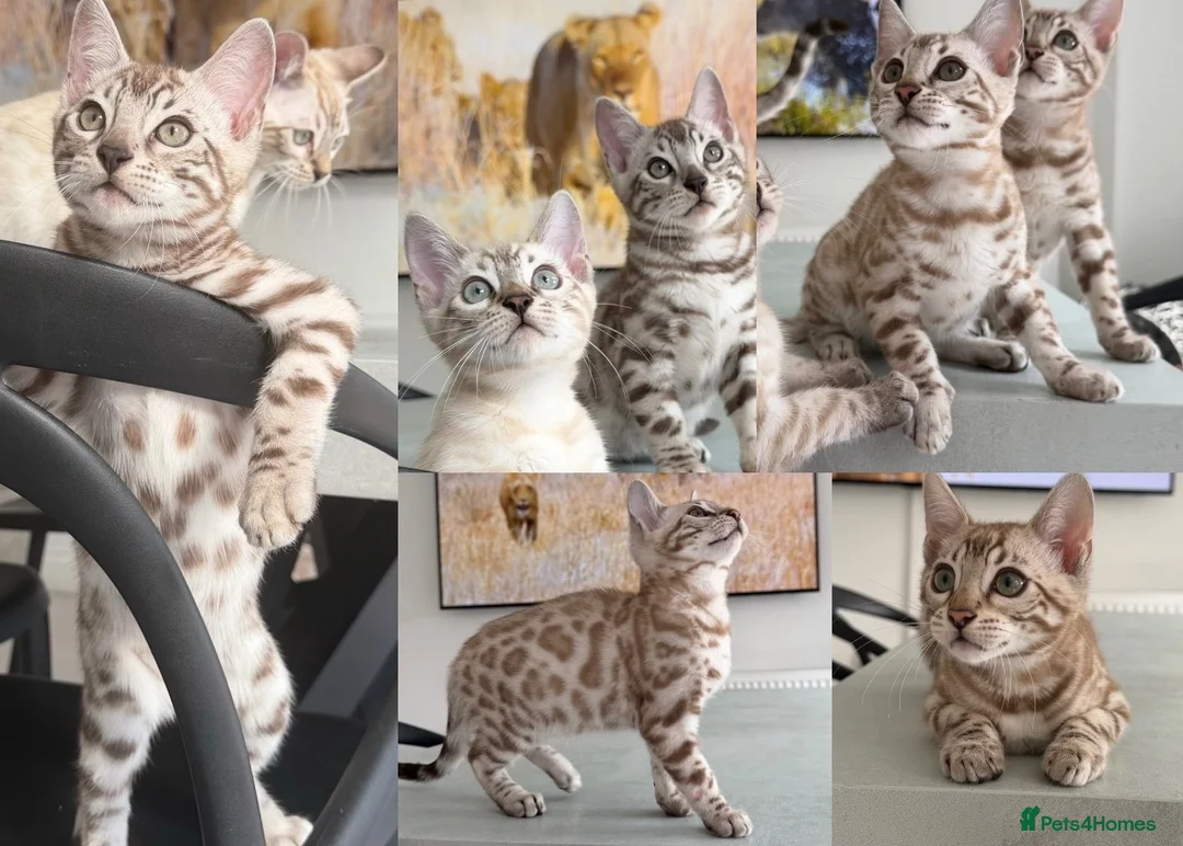 Bengal cats for sale: Stunning Snow Bengals - TICA Full Pedigree  - Advert 1