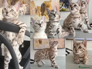 Bengal cats Stunning Snow Bengals - TICA Full Pedigree - Advert 6
