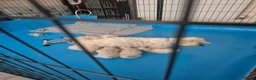 Maltipoo dogs for sale: Multipoo  - Advert 1
