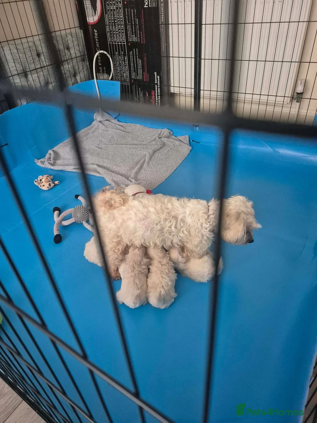 Maltipoo dogs for sale: Multipoo  - Advert 1