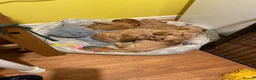 Cavapoo dogs for sale: Beautiful Golden cavapoo puppies - Advert 28
