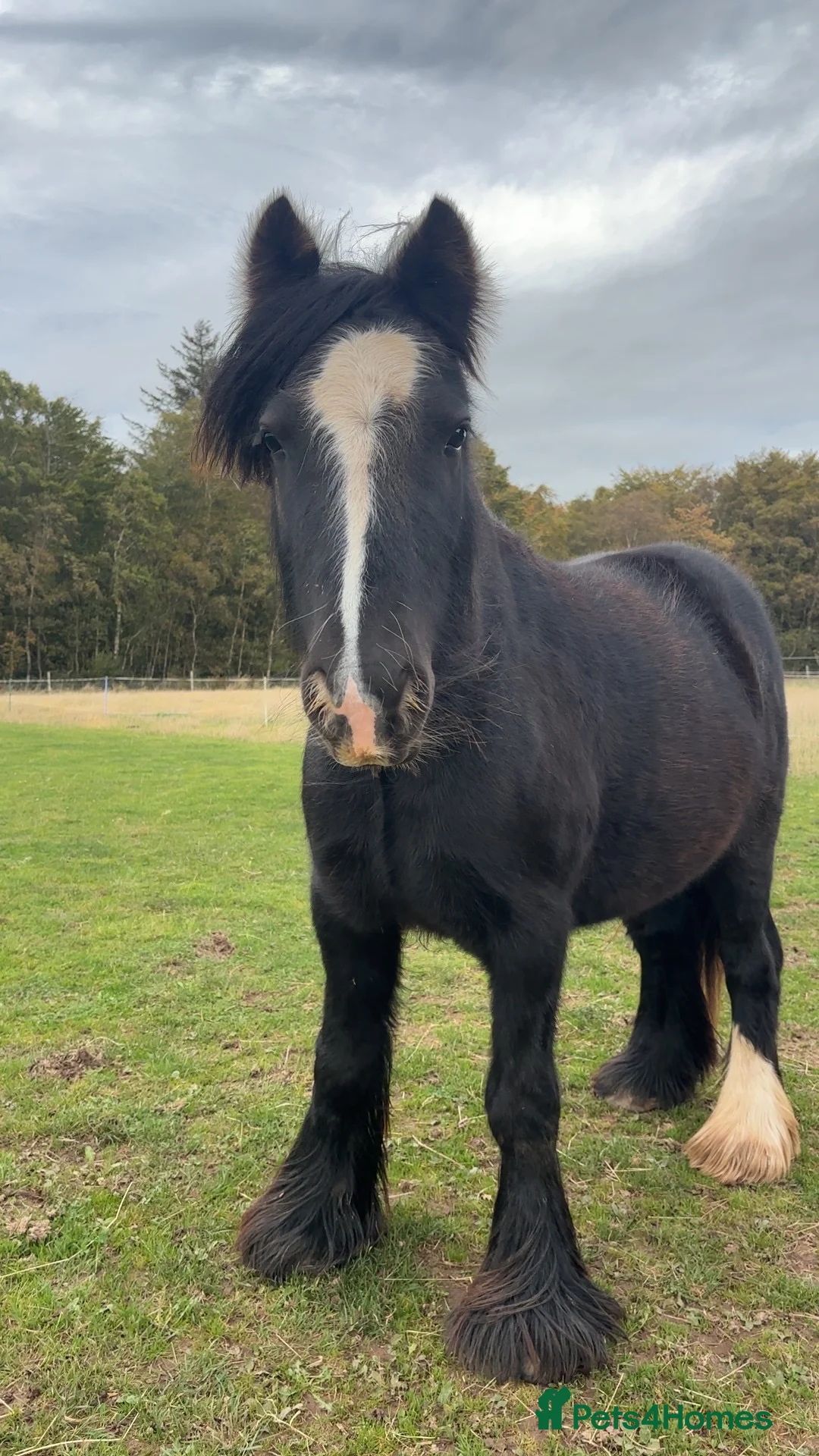 Irish Cob horses for sale: Marley in Dundee - Advert 8