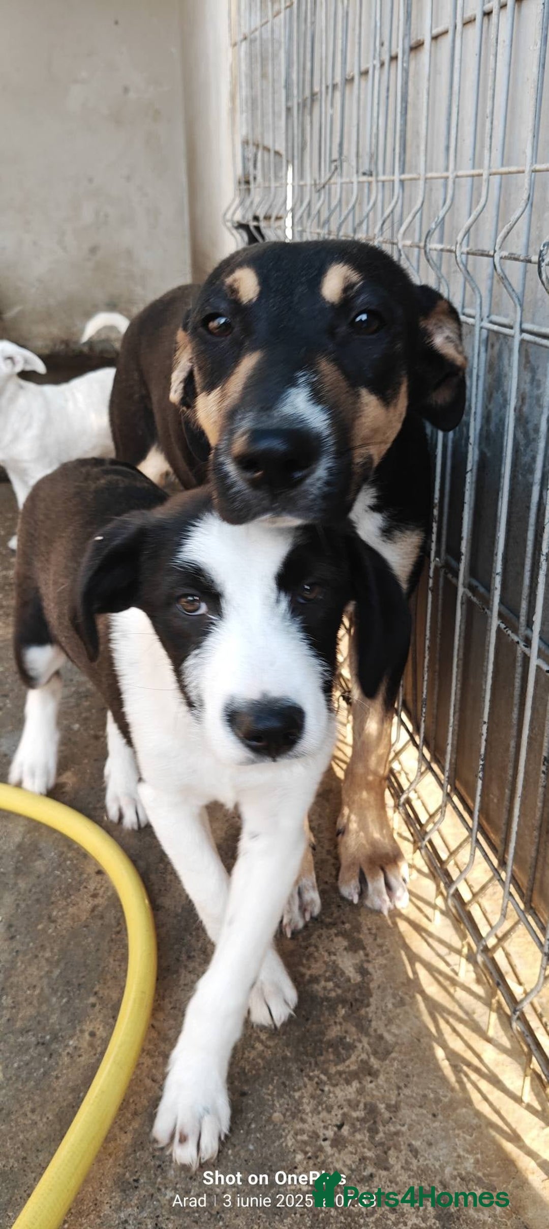 Mixed Breed dogs for adoption: 🐾 Ollie – A Soft Heart Waiting for a Home - Advert 4