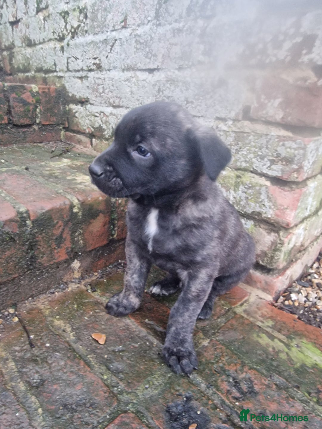 Mixed Breed dogs for sale: Dutch shepered X Doberman x malinois puppys  - Advert 11