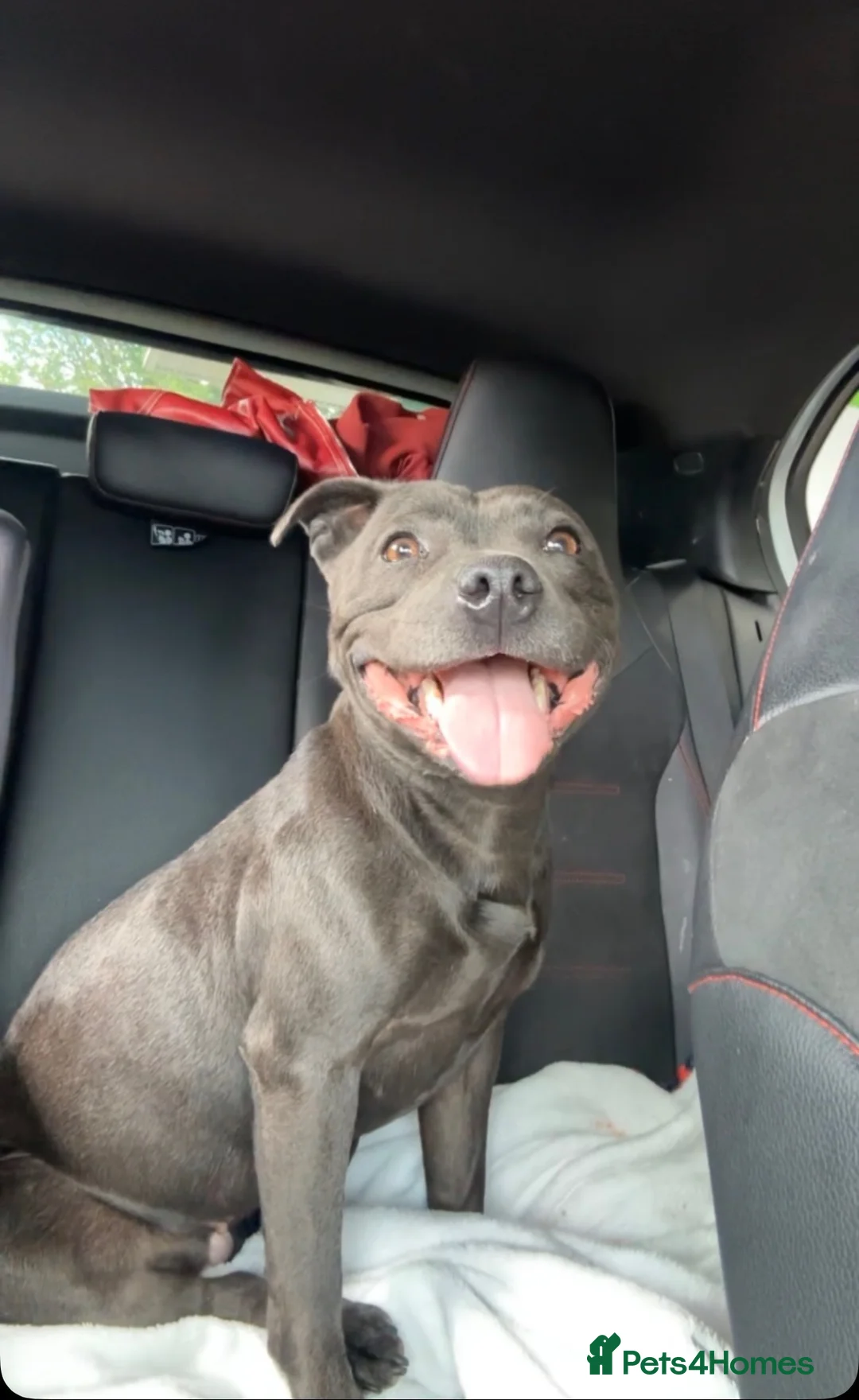 Staffordshire Bull Terrier dogs for sale: KC staffy pups  in Bridgend - Advert 2