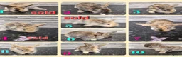 Harlequin rabbits for sale: lion lop rabbits - Advert 1