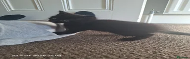 Mixed Breed Kitten 3