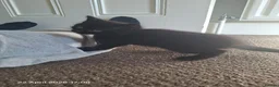 Mixed Breed cats for sale: Kittens for sale  - Advert 8