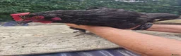 Mixed Breed poultry for sale: Stunning variety of hens cocks and drakes  - Advert 7