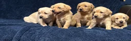 Labrador Retriever dogs for sale: Fetch labrador puppies - Advert 7
