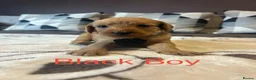Labradoodle dogs for sale: Labradoodle Fox Red❤️❤️❤️ - Advert 8