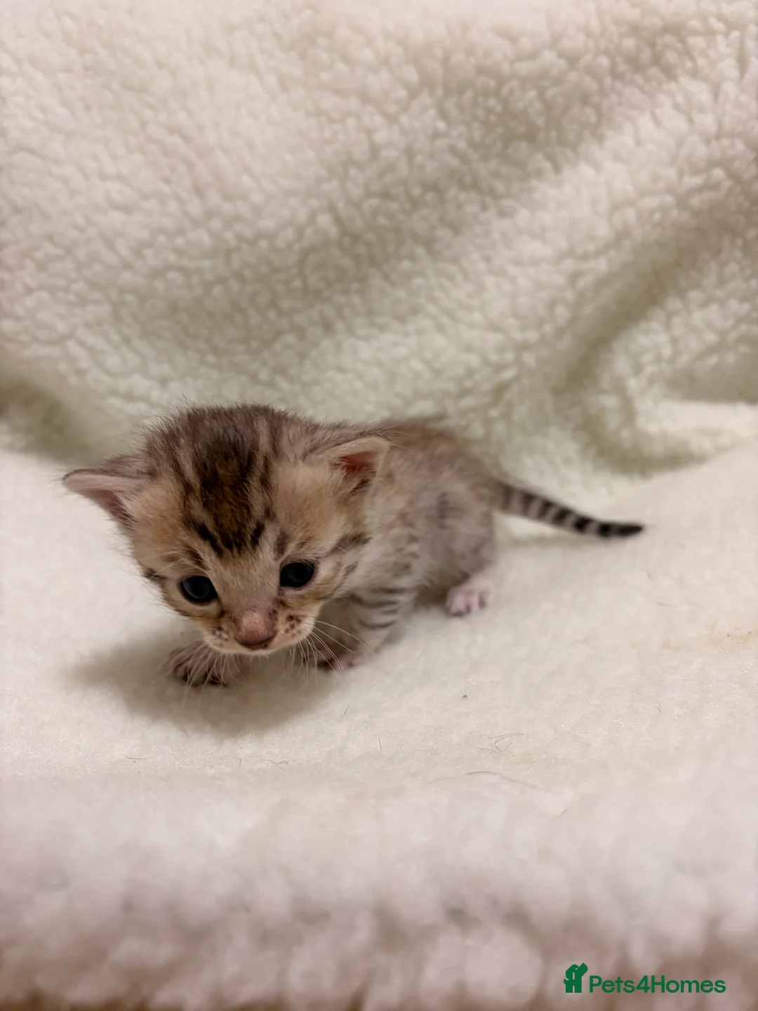 Bengal cats for sale: Bengal kittens - Advert 5