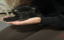 Shihpoo dogs for sale: 2 beautiful girl Shi poo puppies  - Advert 7