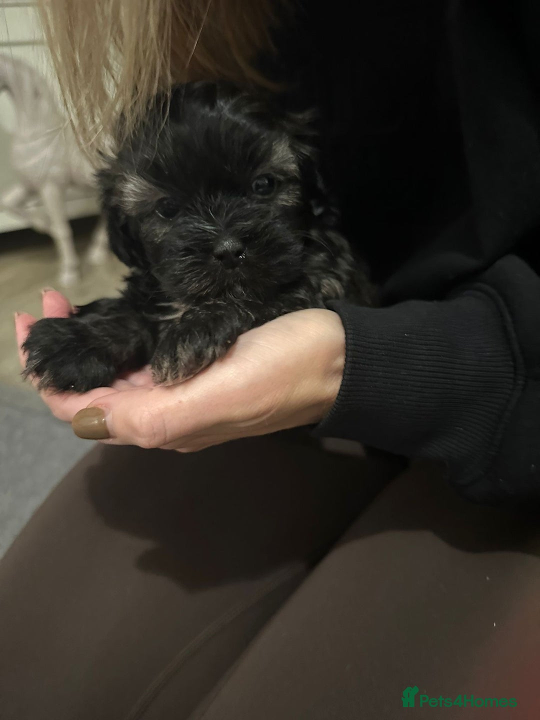 Shihpoo dogs for sale: 2 beautiful girl Shi poo puppies  - Advert 7