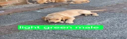 Golden Retriever dogs for sale: Beautiful golden retrivers - Advert 5