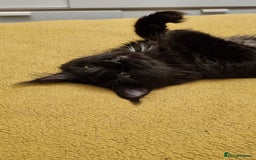 Maine Coon cats for stud: STUD ONLY  Maine Coon 9kg Russian Lines Proven - Image 7