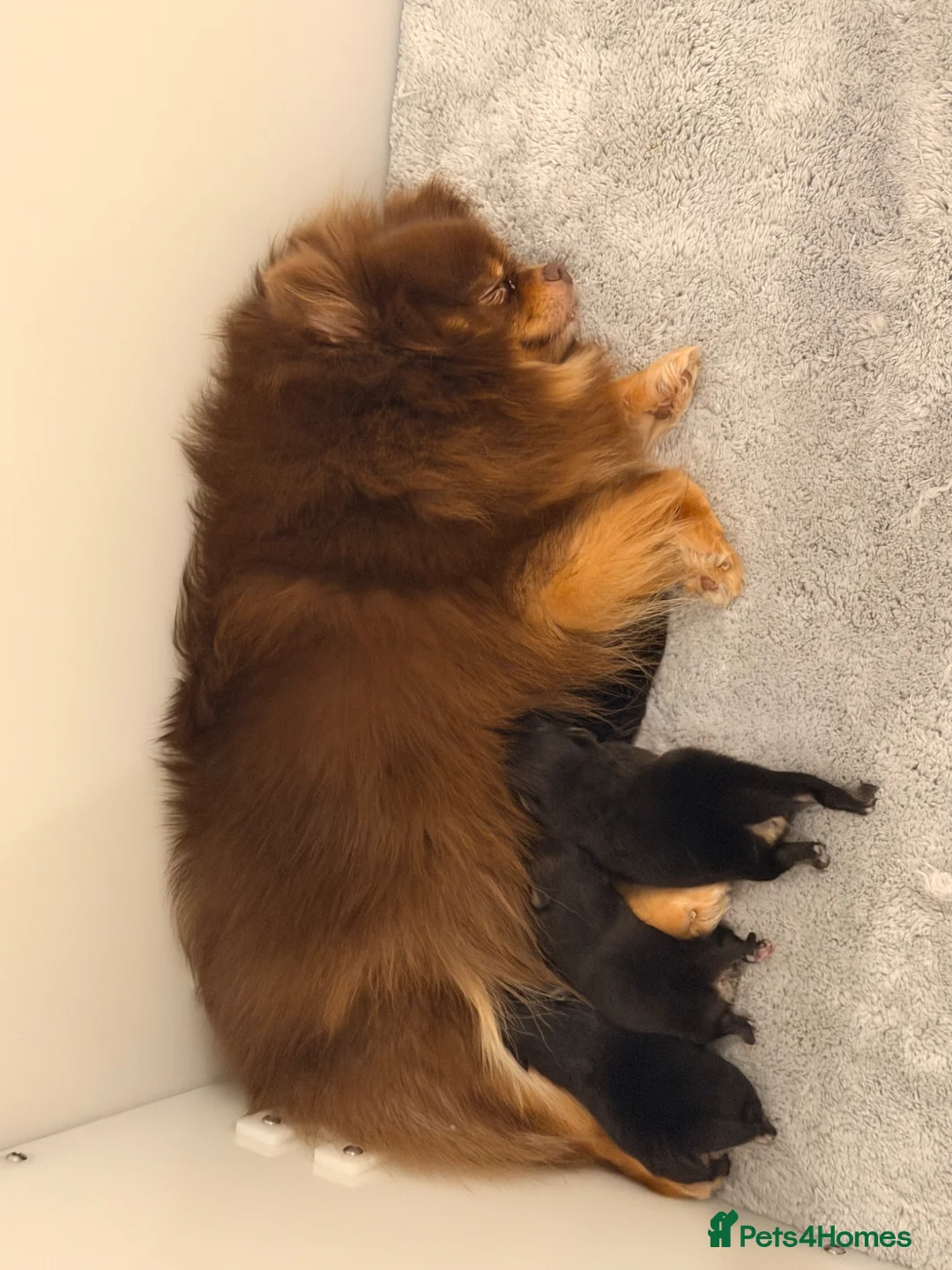 Pomeranian dogs for sale: Adorable Black and Tan Pomeranian Puppies in Tonbridge - Advert 2