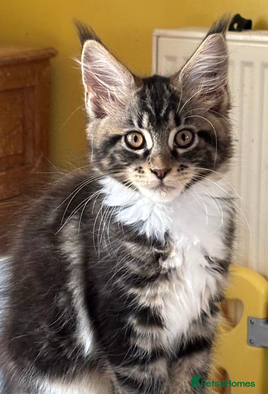 Maine Coon cats for sale: Beautiful Maine Coon Kitten - Champion Lines - Image 9