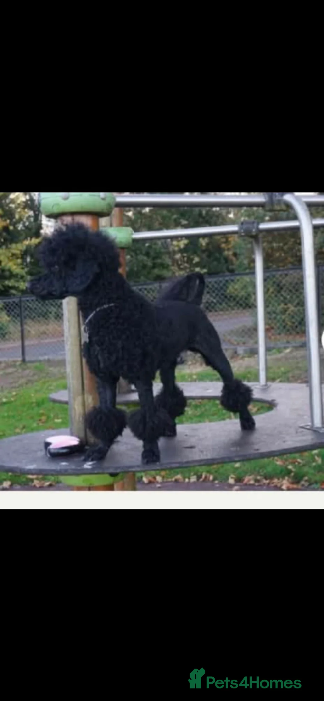 Miniature Poodle dogs for sale: Miniature poodle puppies  in Livingston - Advert 2