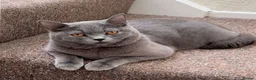 British Shorthair cats for sale: Beautiful British Shorthair Kittens–First Litter🐾 - Advert 23