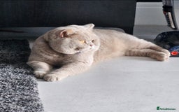 British Shorthair cats for sale: Chunky GCCF Registered Active Stud for Sale  - Image 4