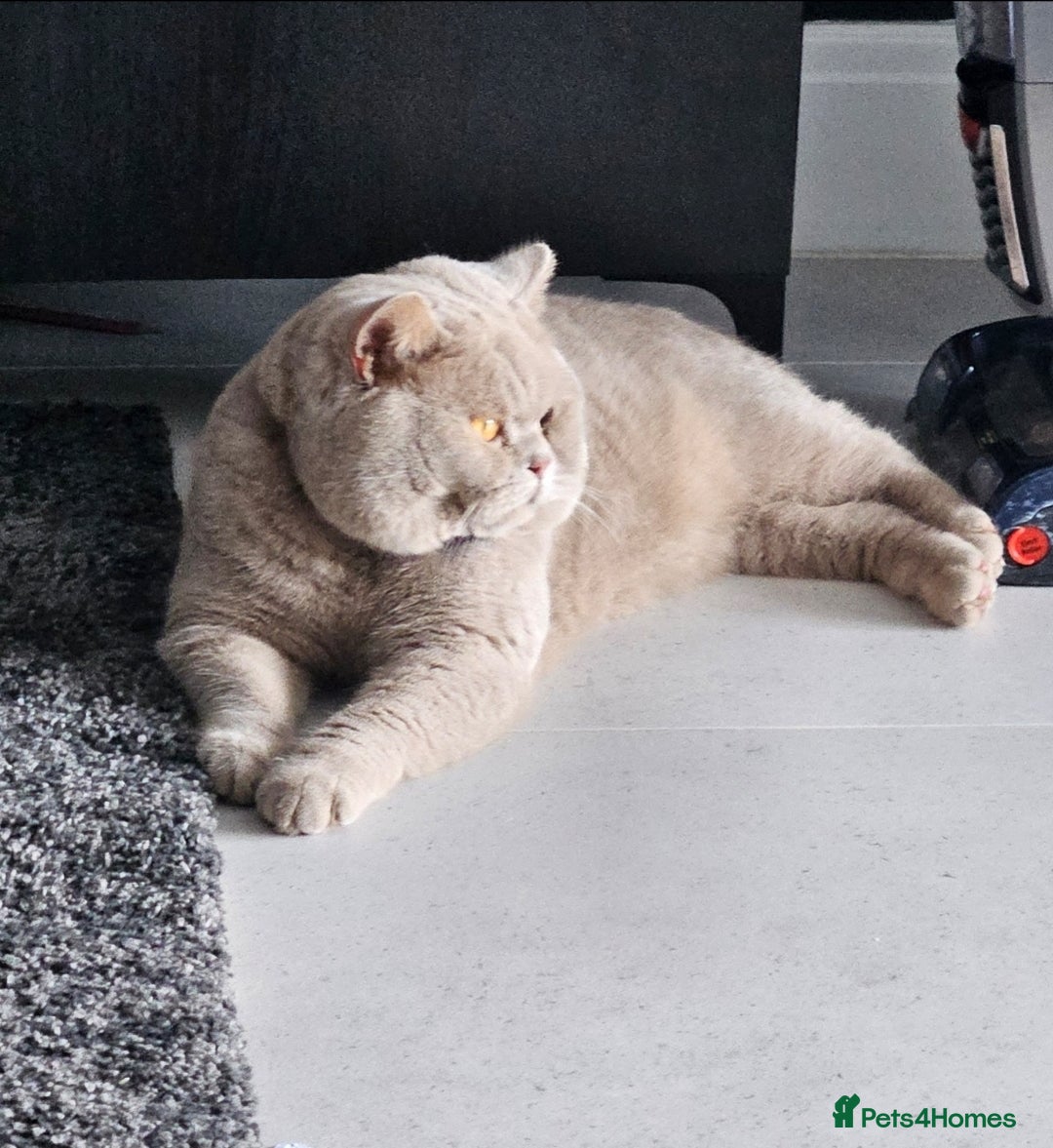 British Shorthair cats for sale: Chunky GCCF Registered Active Stud for Sale  - Image 4