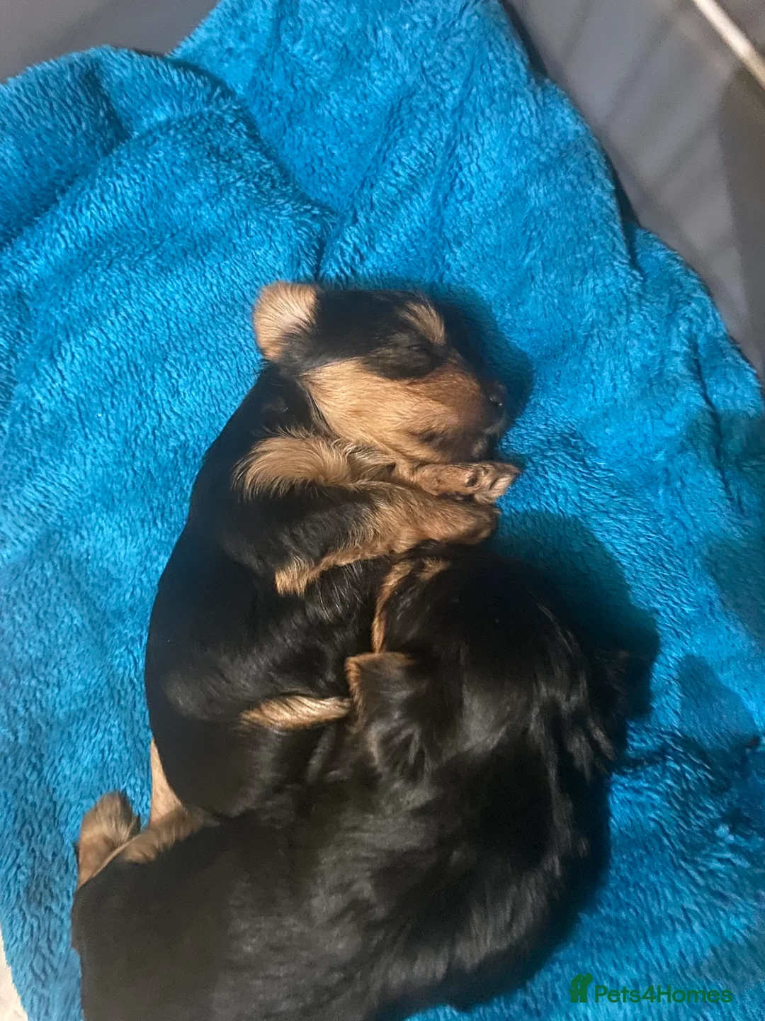 Yorkshire Terrier dogs for sale: 4 Stunning Minature Yorkshire terriers for sale  - Advert 13