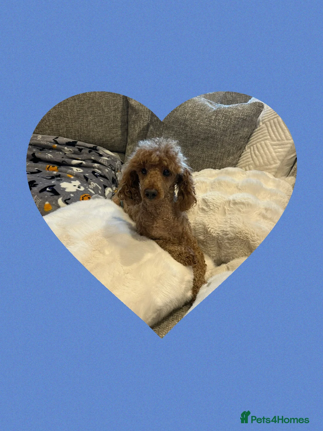 Maltipoo dogs for sale: F1 Maltipoo Puppies  - Advert 5