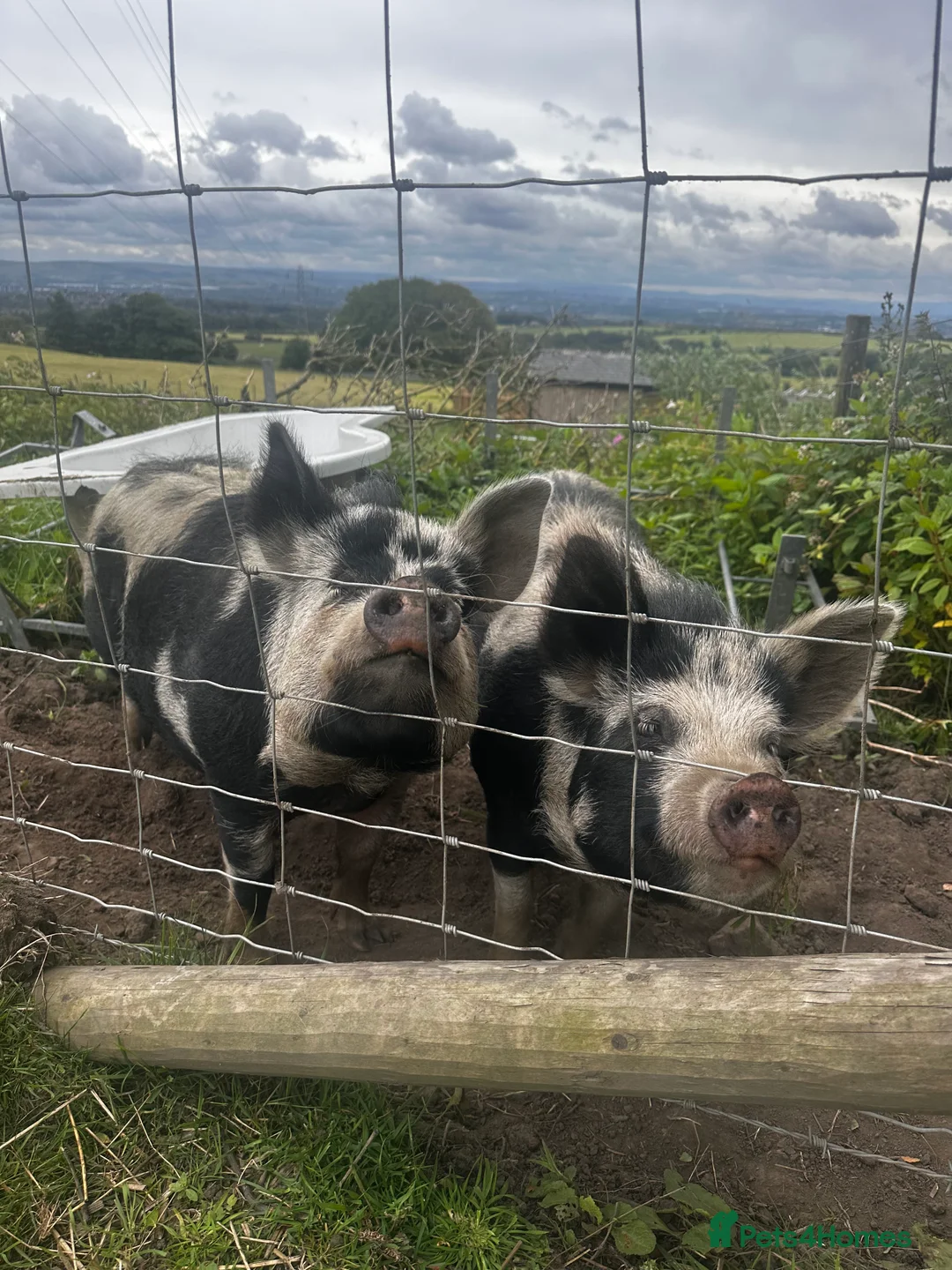 Pig livestock for sale: Kuni kuni pigs  - Advert 4