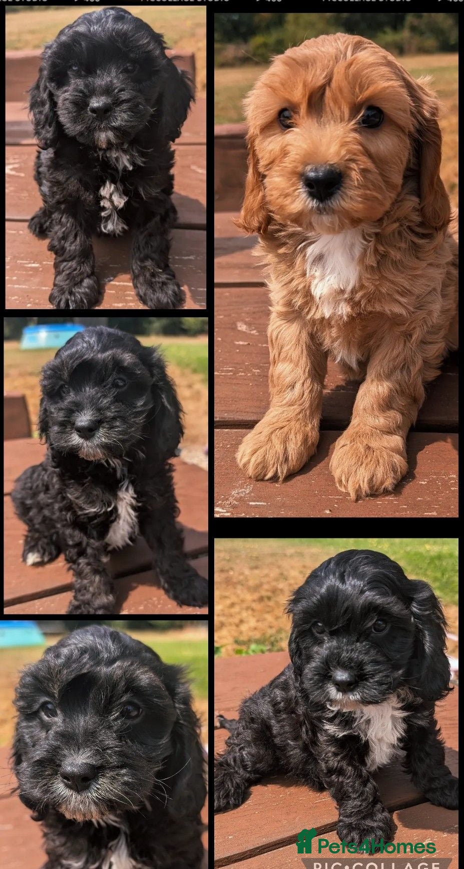 Cavapoo dogs Beautiful & Quality DNA Clear F1 Cavapoo puppies  - Advert 1