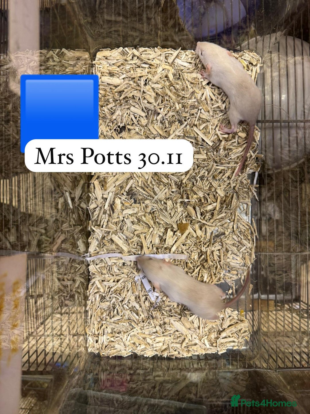 Rat rodents for sale: Baby full size and dwarf rats ready now /January - Advert 23