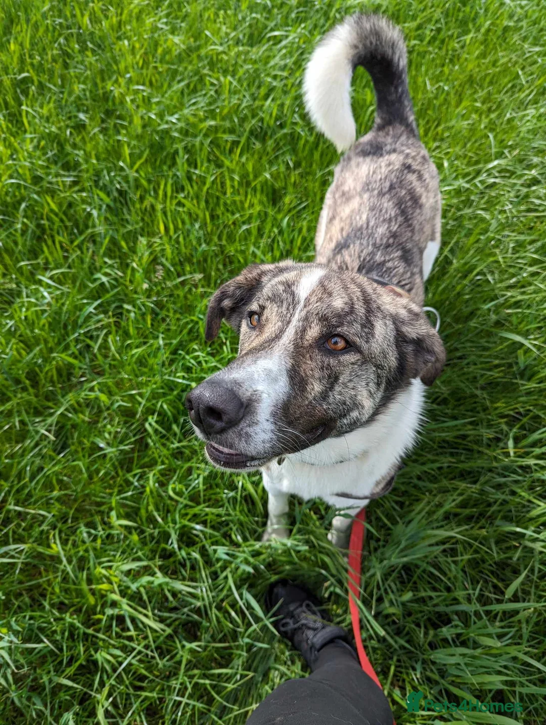 Mixed Breed dogs for adoption: Meet Kane, currently residing in Cheshire  in Nantwich - Advert 24