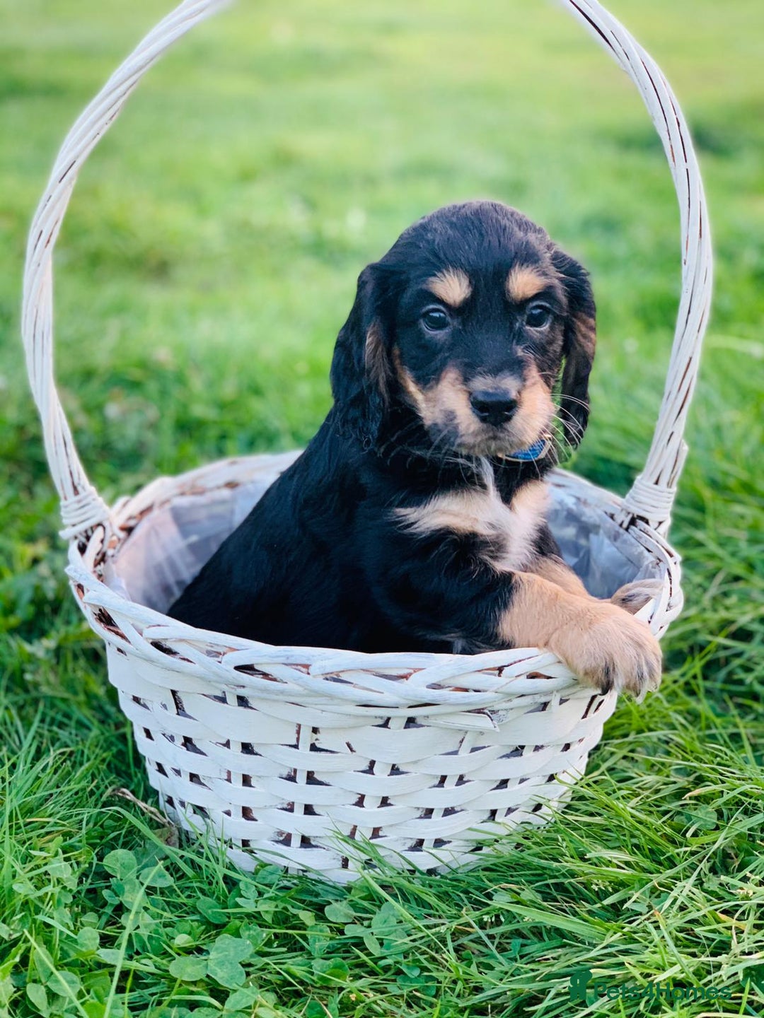 Cocker Spaniel dogs for stud: Cocker for stud in Polegate - Advert 14