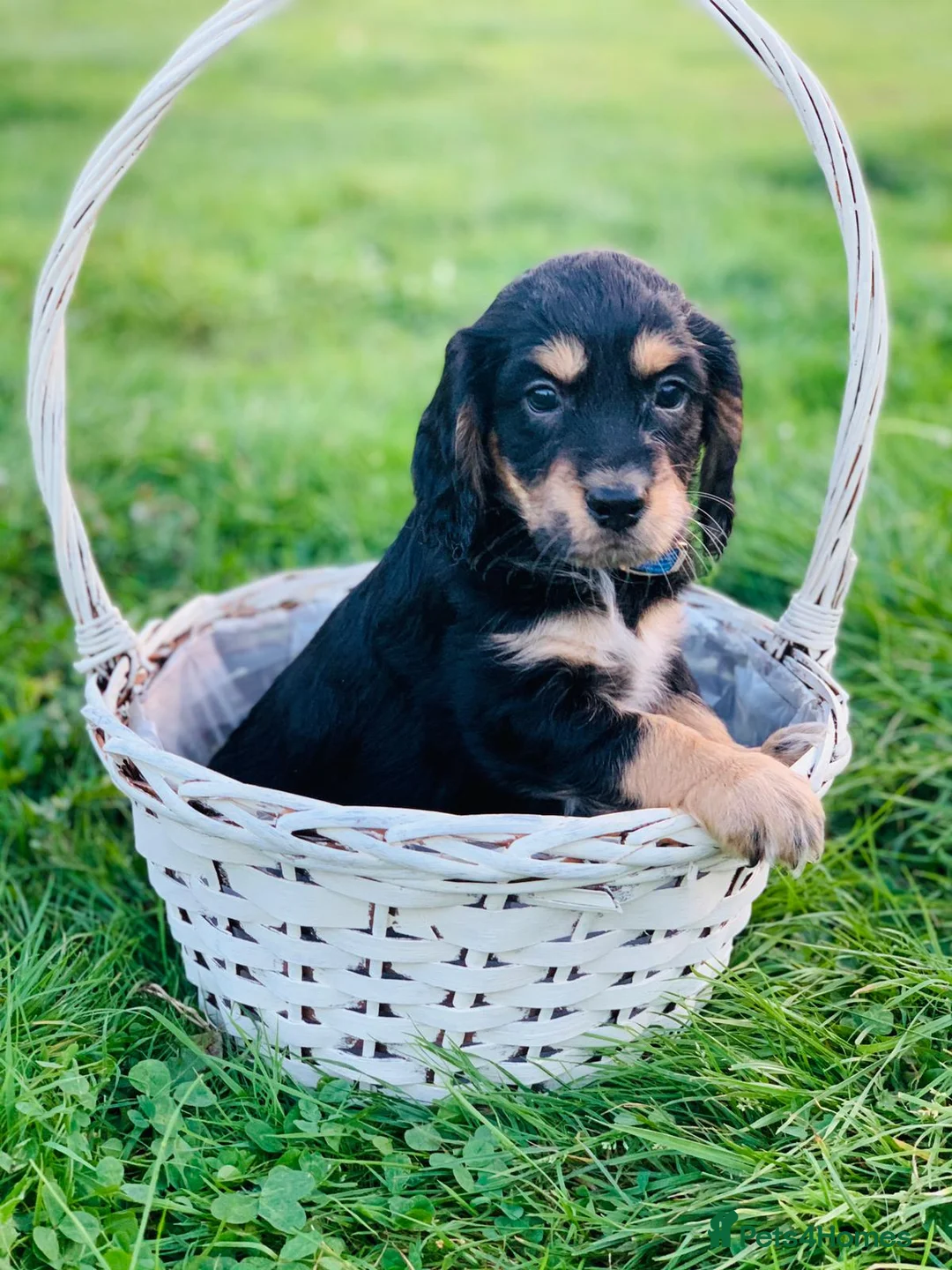 Cocker Spaniel dogs for stud: Cocker for stud in Polegate - Advert 14