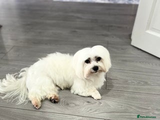 Maltese dogs in Borehamwood - Advert 1