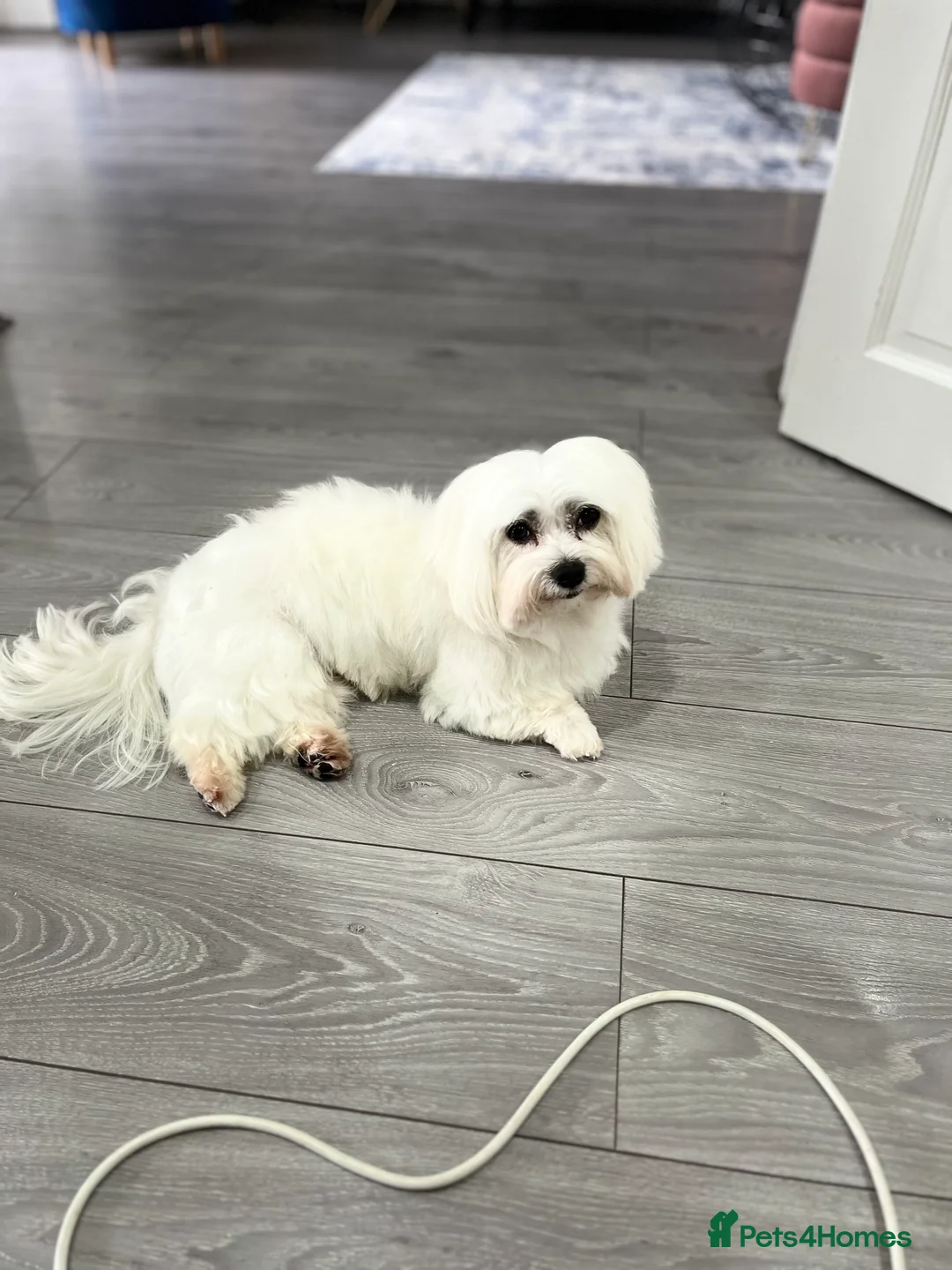 Maltese dogs for stud: Proven Full bred Maltese for stud (borehamwood) in Borehamwood - Advert 1