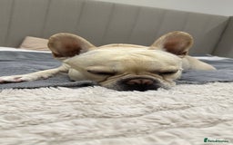 French Bulldog dogs for stud: 🔥 SIMBA 🔥 French Bulldog for Stud - Advert 8