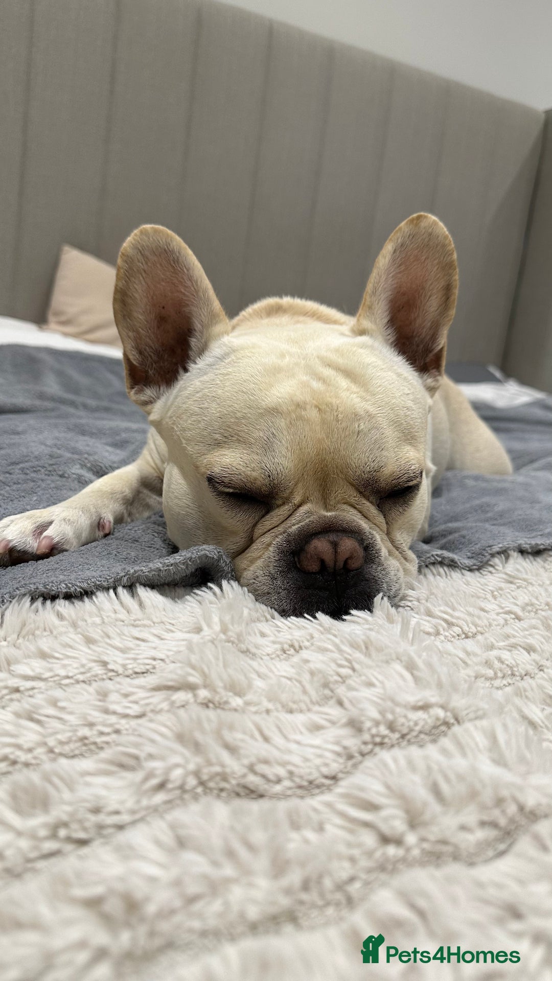 French Bulldog dogs for stud: 🔥 SIMBA 🔥 French Bulldog for Stud - Advert 8