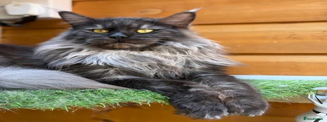 Oreo
